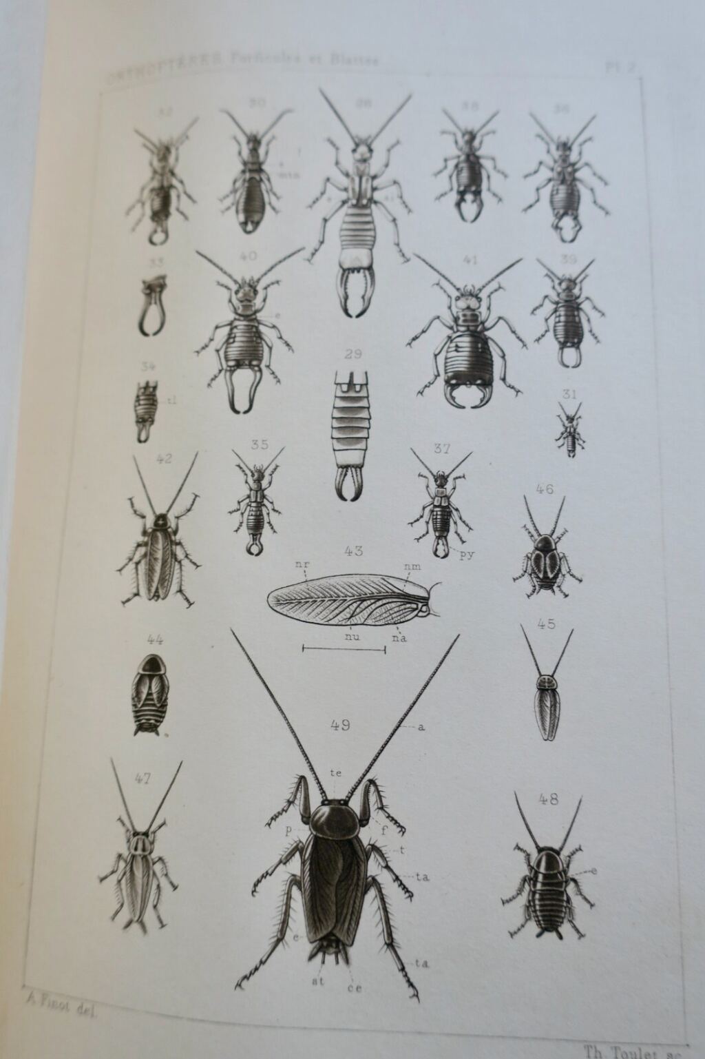 Französische Orthopterenfauna von 1890