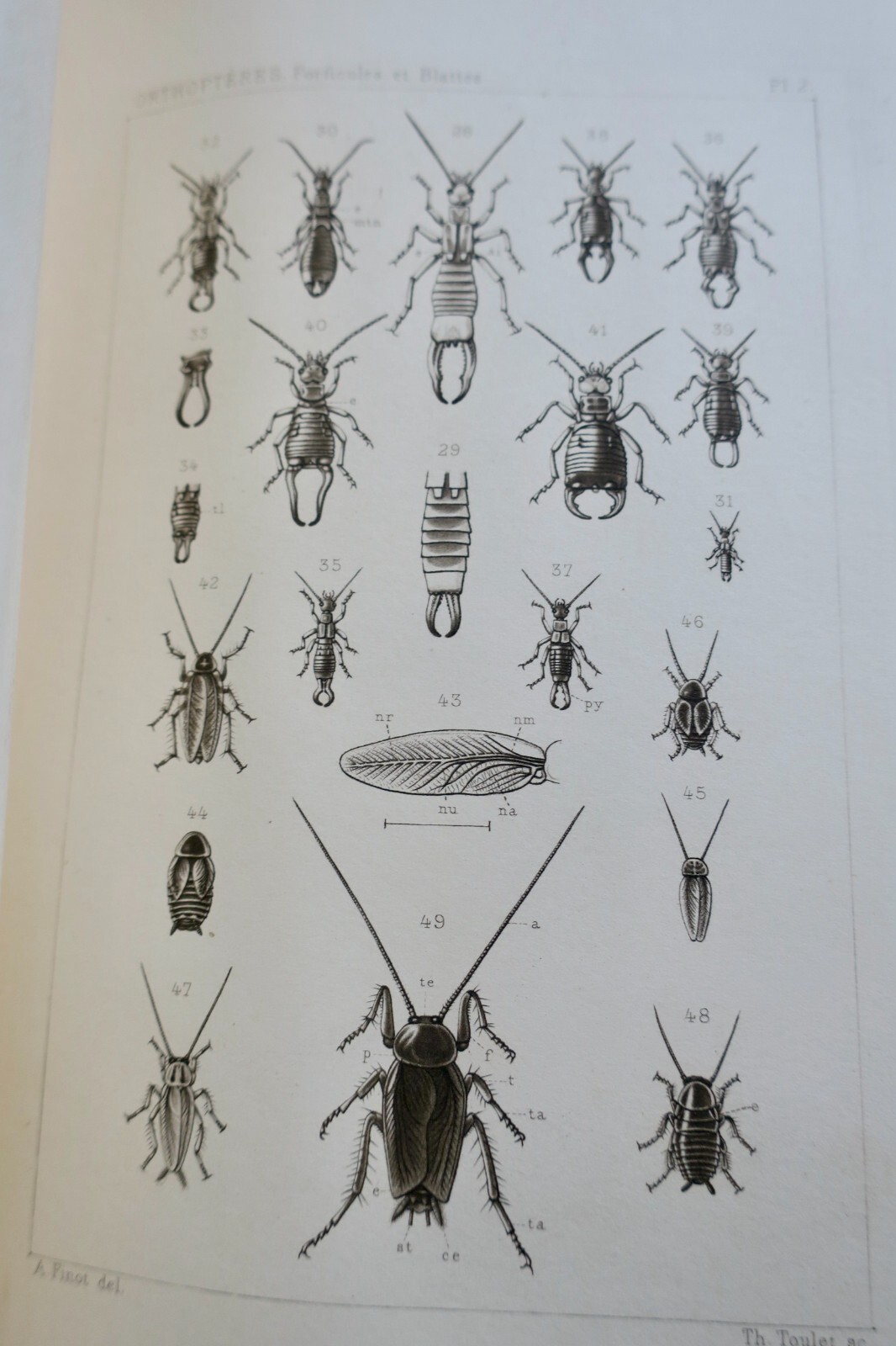 1890年フランス産直翅目昆虫誌 – Image 8