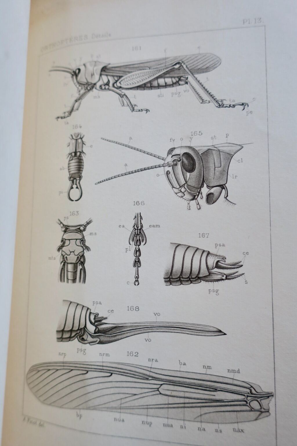 Französische Orthopterenfauna von 1890