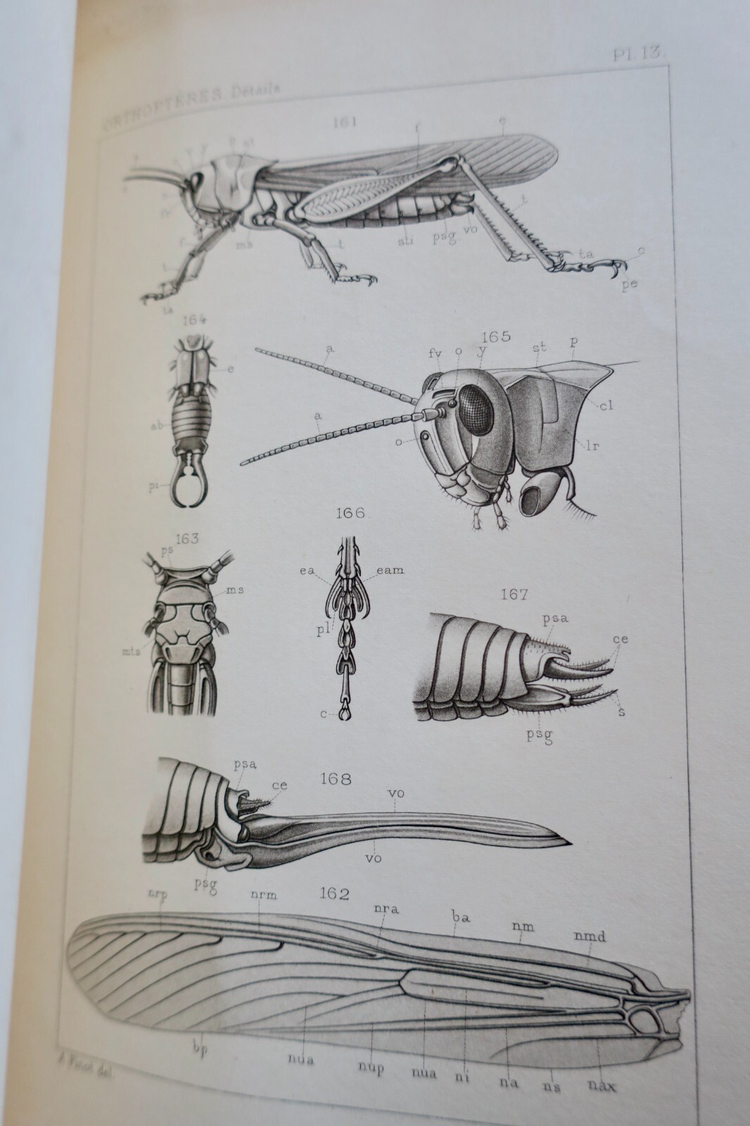 1890年フランス産直翅目昆虫誌 – Image 10