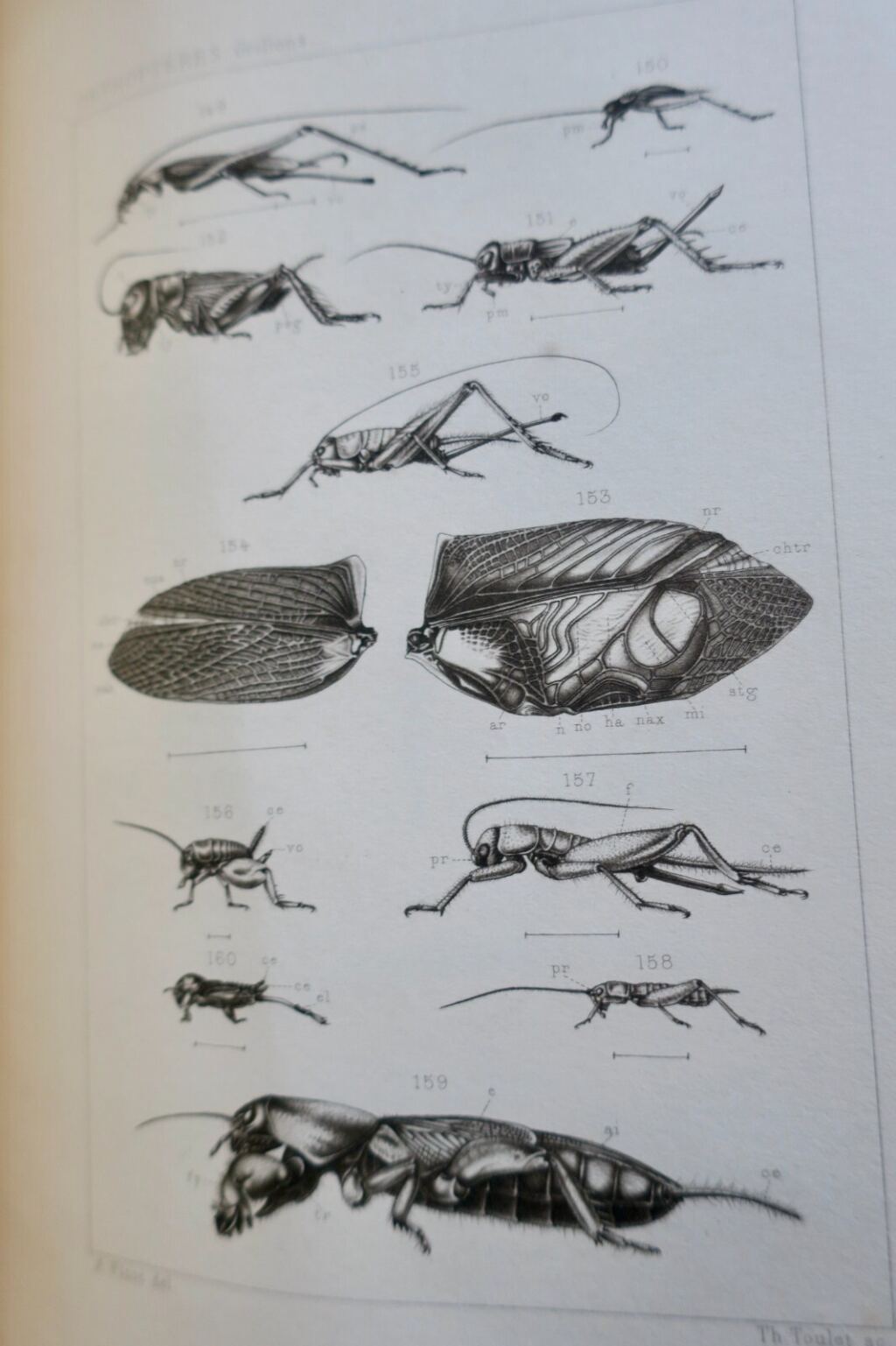 Französische Orthopterenfauna von 1890