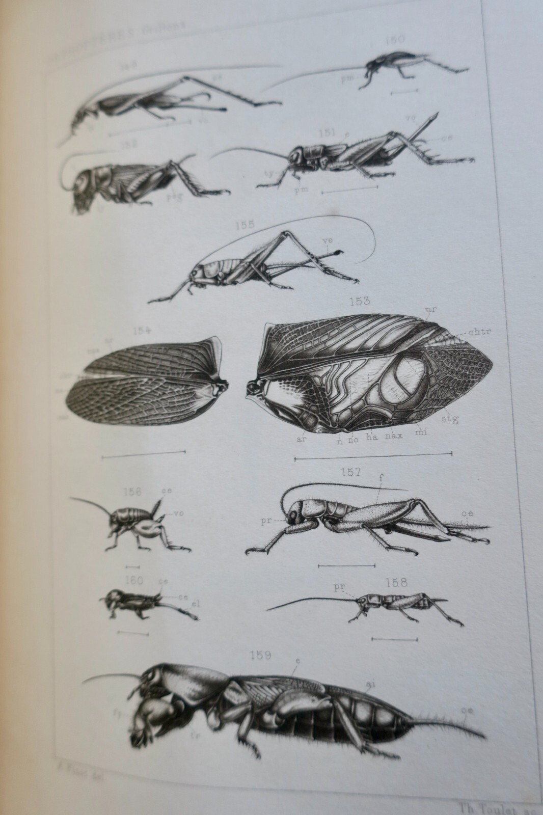 1890年フランス産直翅目昆虫誌 – Image 9