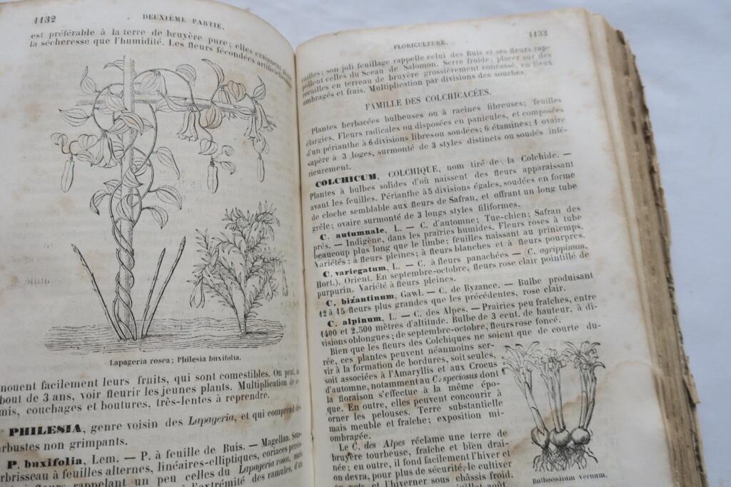 The New Illustrated Gardener 1865