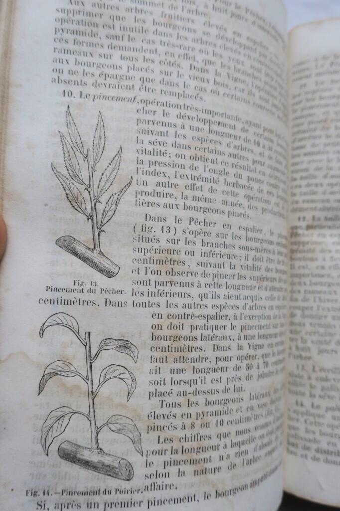 The New Illustrated Gardener 1865
