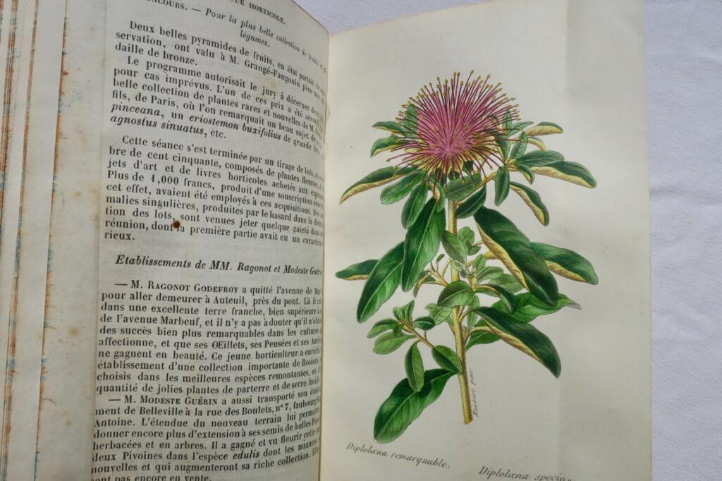 Gartenbau-Insights von 1845-1846