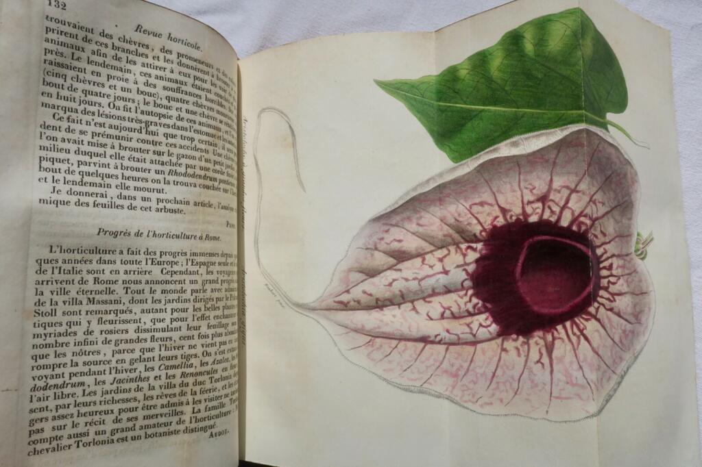 Gartenbau-Insights von 1845-1846