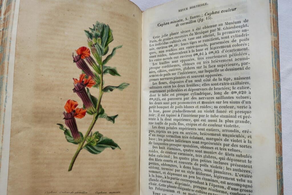 Gartenbau-Insights von 1845-1846
