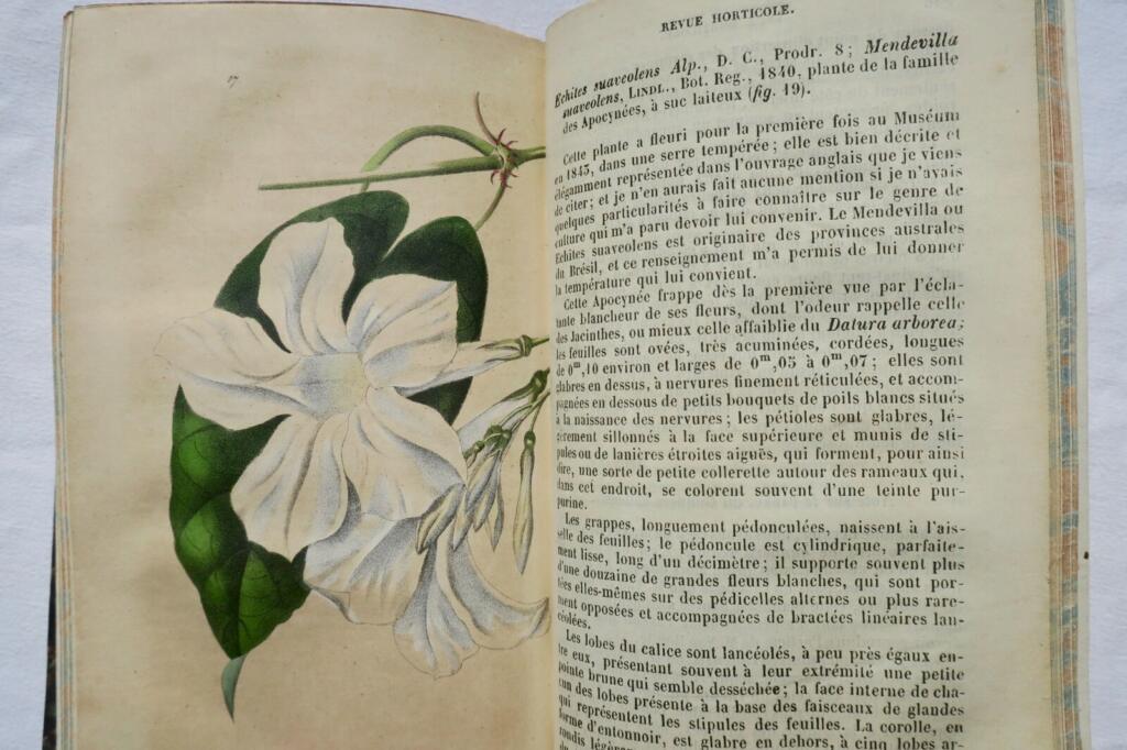 Gartenbau-Insights von 1845-1846