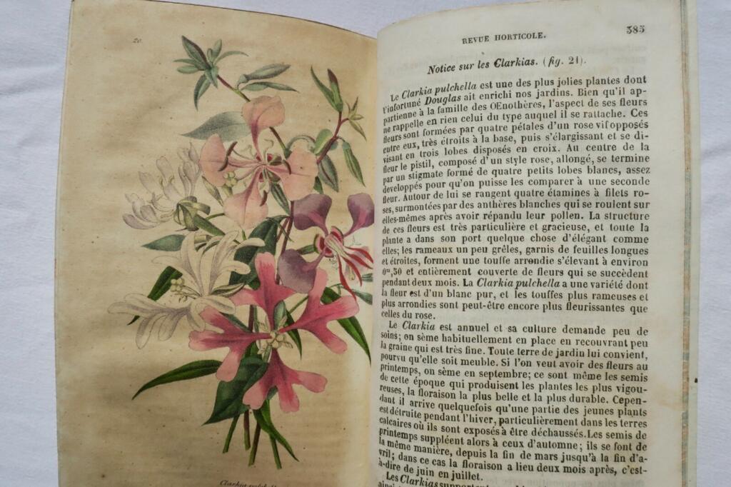 Jardin Revue Horticole avril 1845-mars 1846