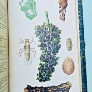 Le Progrès Agricole et Viticole 1901 - 2er semestre