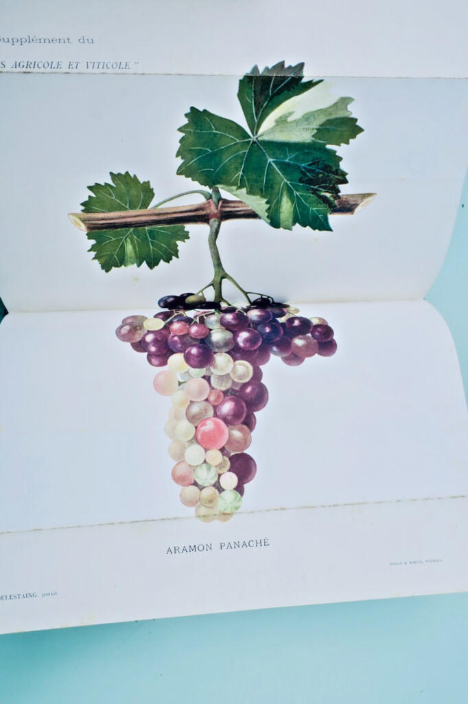 Agricultural and Wine Progress, 1901 H2