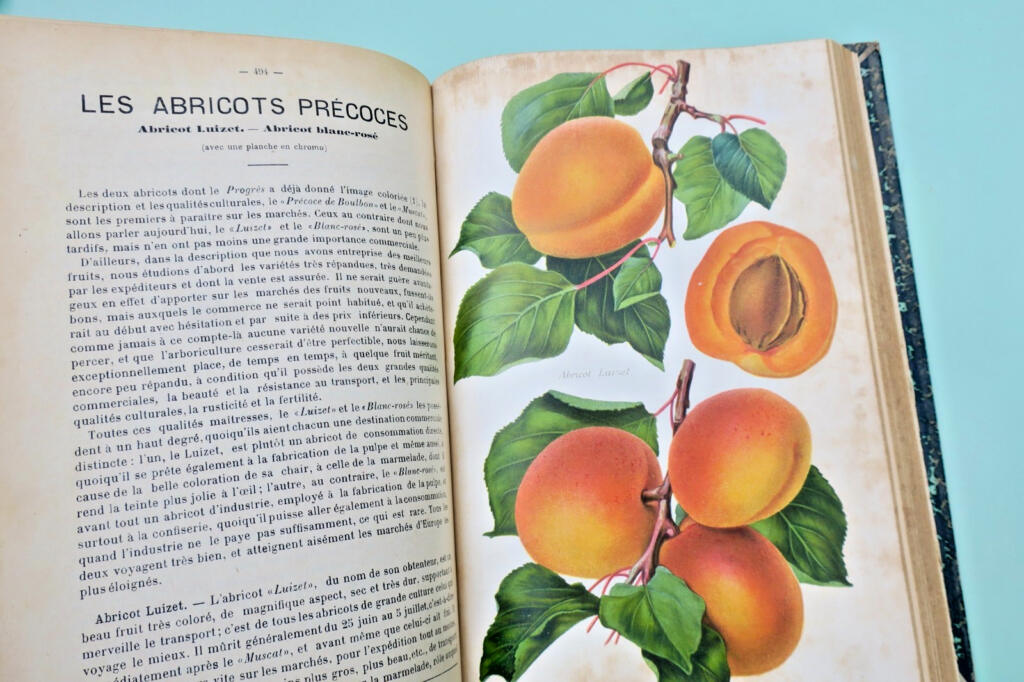 Agricultural and Wine Production Review 1907