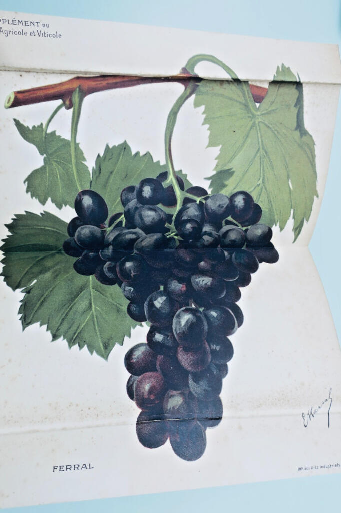 Agricultural and Wine Production Review 1907