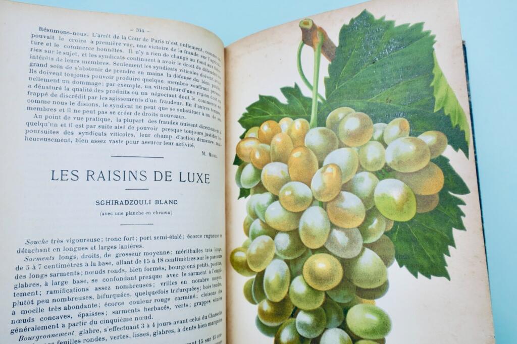 Le Progrès Agricole et Viticole 1907 – 1er semestre