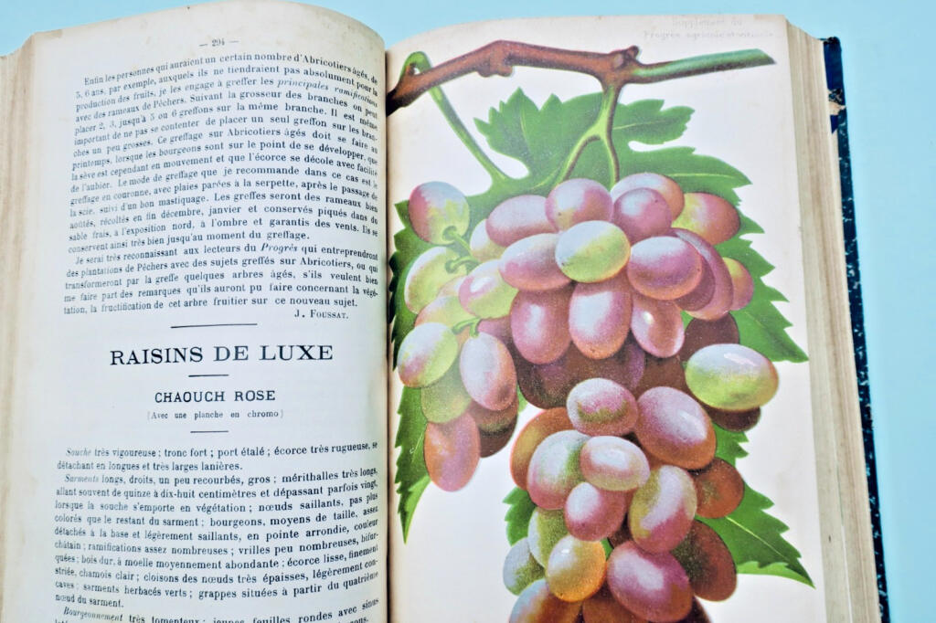Le Progrès Agricole et Viticole 1908 – 2er semestre