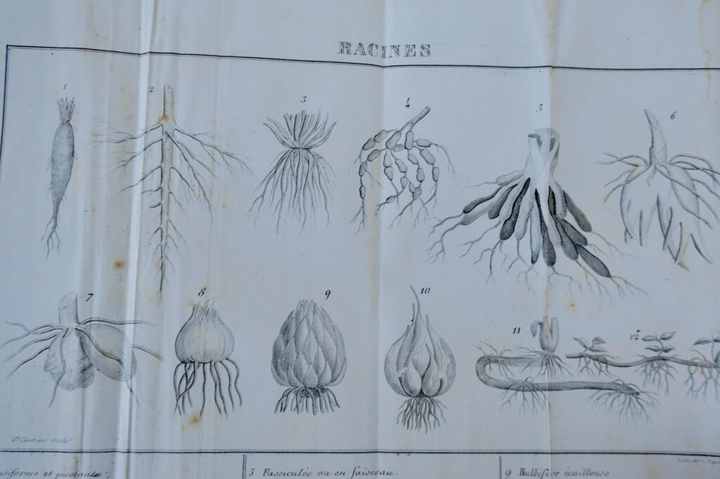 Botany Lessons for Young Readers 1840