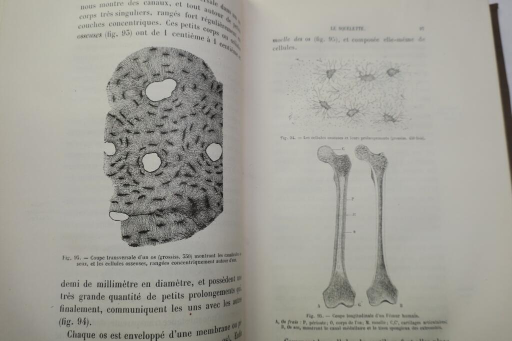 Zoology instruction for secondary girls' education