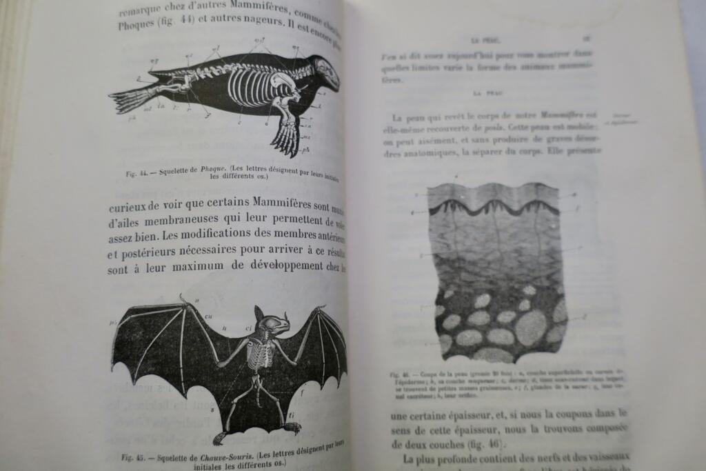 Zoology instruction for secondary girls' education