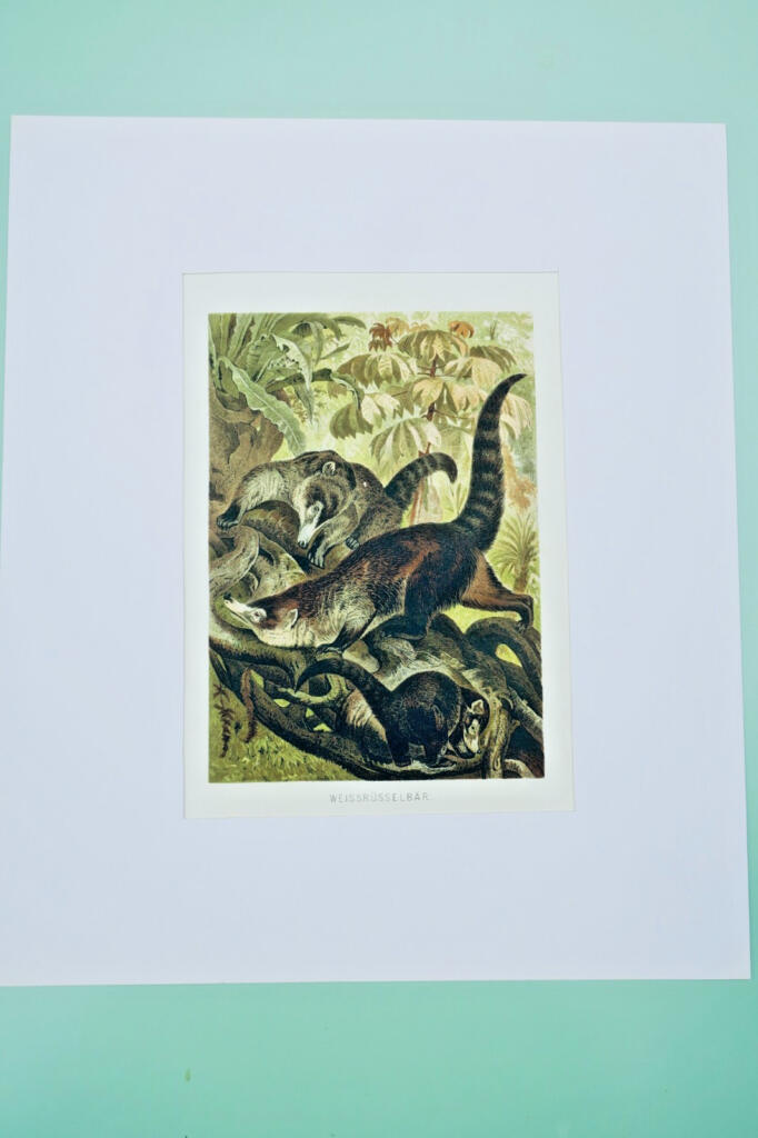 Mammals - Chromolithographic Color Print