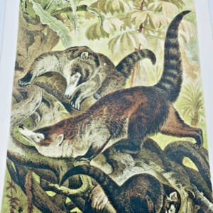 Mamifères estampe couleurs Chromolithographie