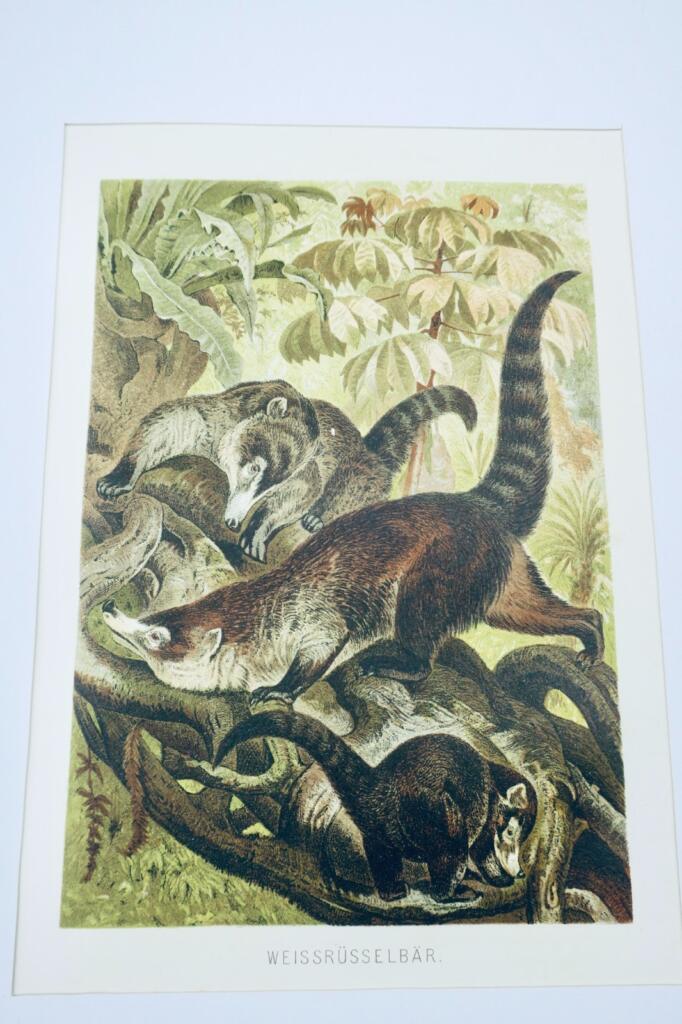 Mammals - Chromolithographic Color Print