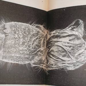 Marine Sous les mers campagnes d'explorations du "Trvailleur & du talisman