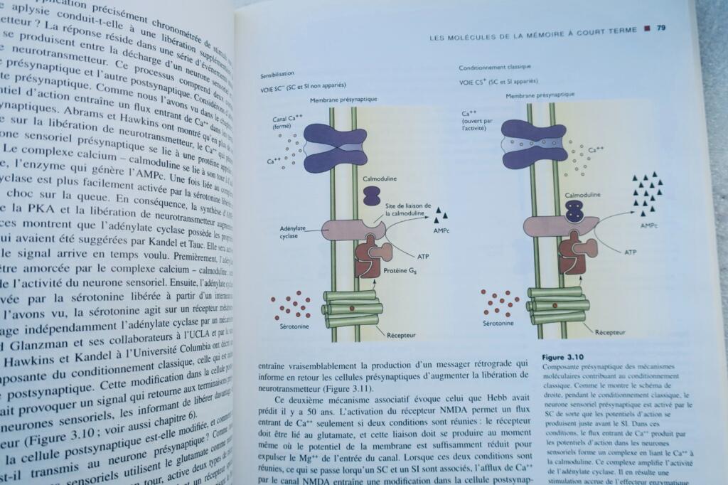 mémoire De l&rsquo;esprit aux molécules