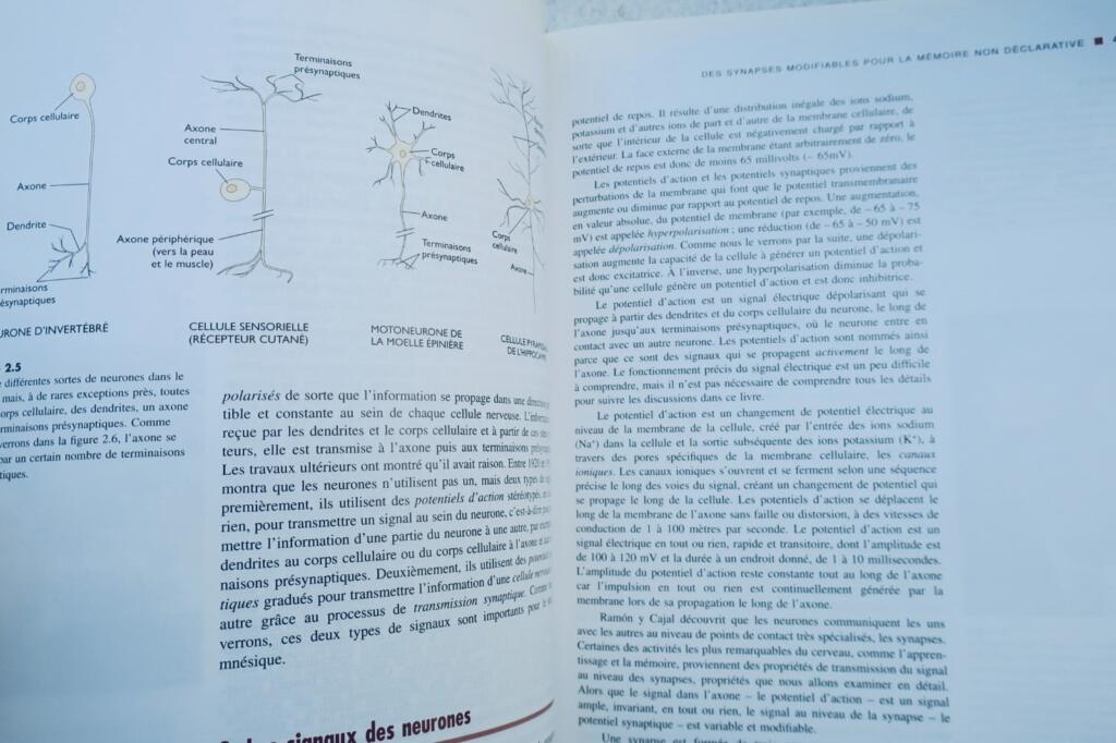 mémoire De l&rsquo;esprit aux molécules