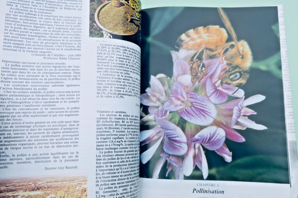 Beekeeping guide: 40 lessons to start a hive