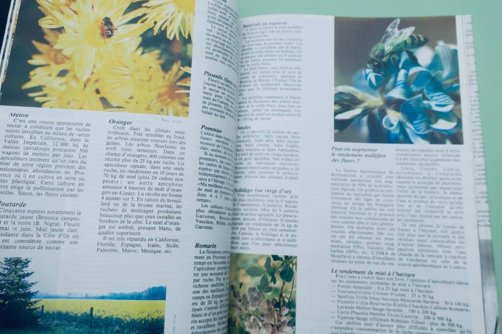 Beekeeping guide: 40 lessons to start a hive