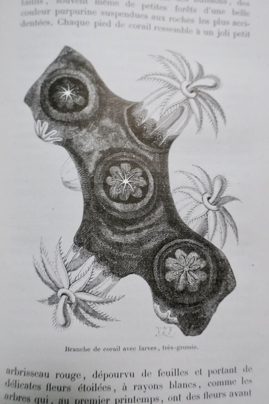 水耕栽培論文