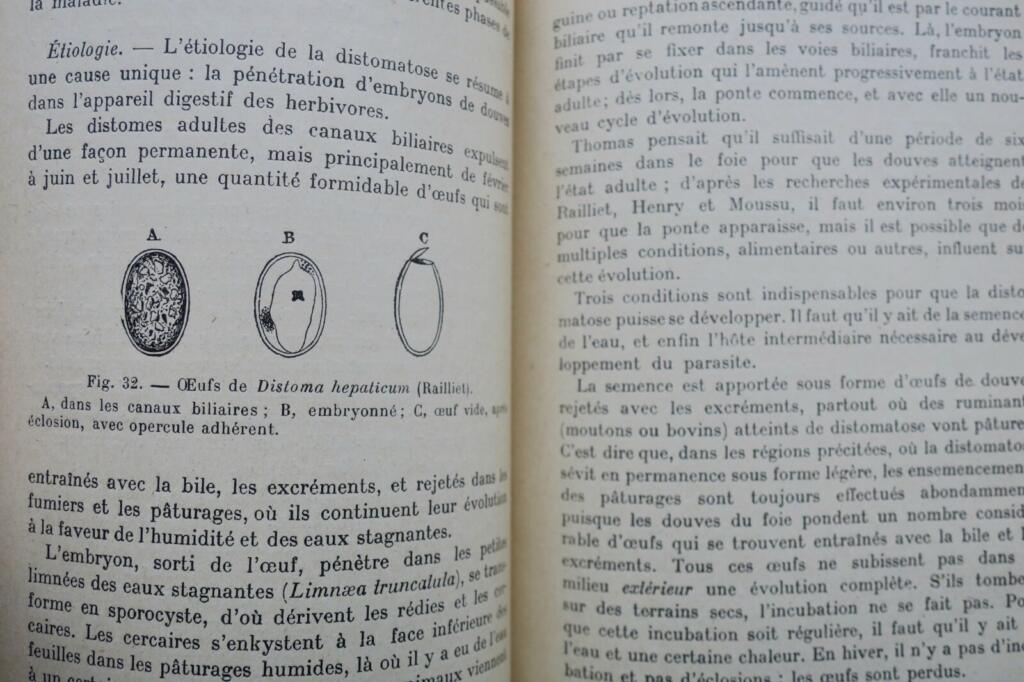 Mouton LES MALADIES DU MOUTON 1923