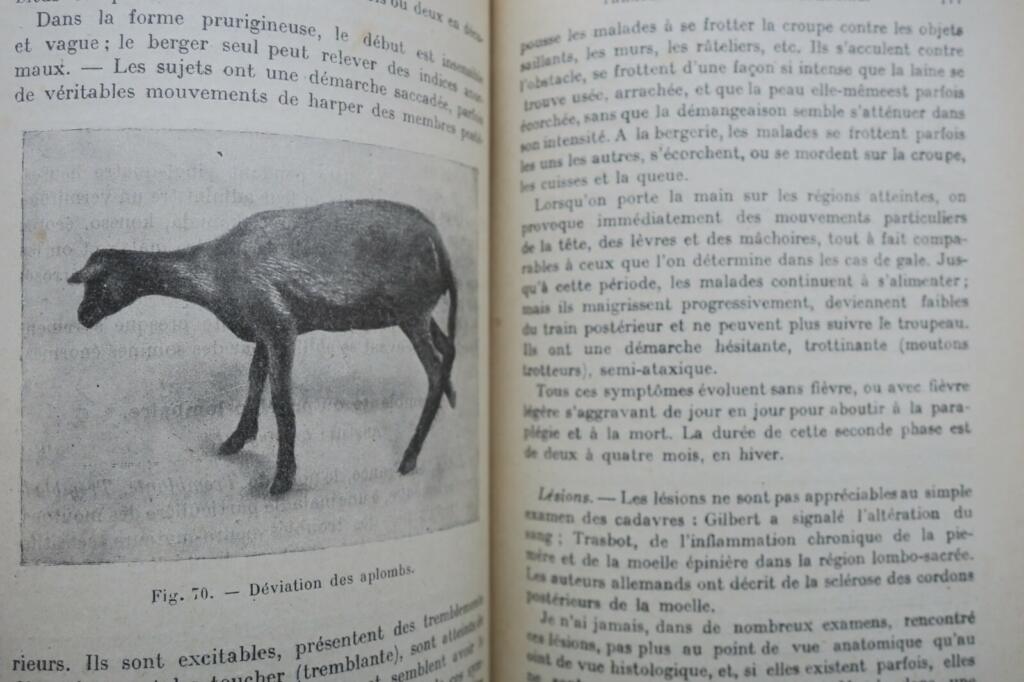 Mouton LES MALADIES DU MOUTON 1923