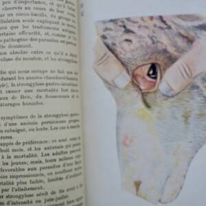 Mouton LES MALADIES DU MOUTON 1923