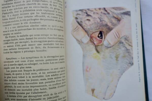 Sheep Diseases 1923