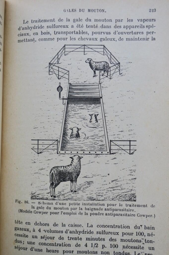 Mouton LES MALADIES DU MOUTON 1923