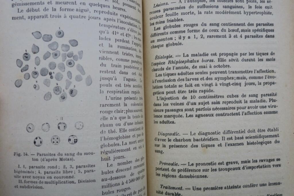 Mouton LES MALADIES DU MOUTON 1923
