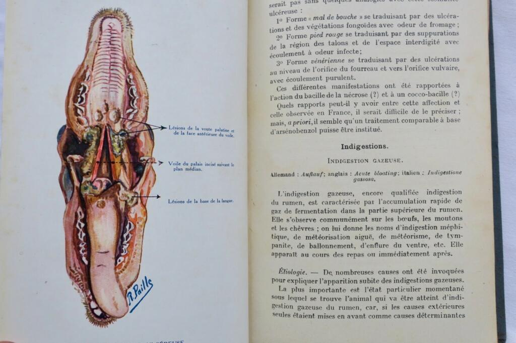 Mouton LES MALADIES DU MOUTON 1923