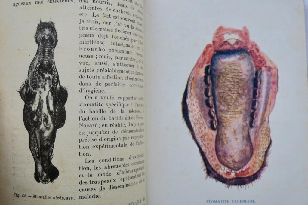 Mouton LES MALADIES DU MOUTON 1923