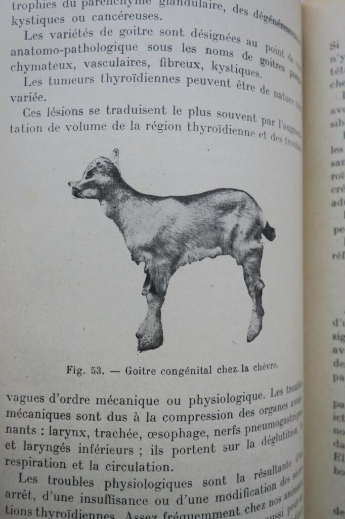Mouton LES MALADIES DU MOUTON 1923