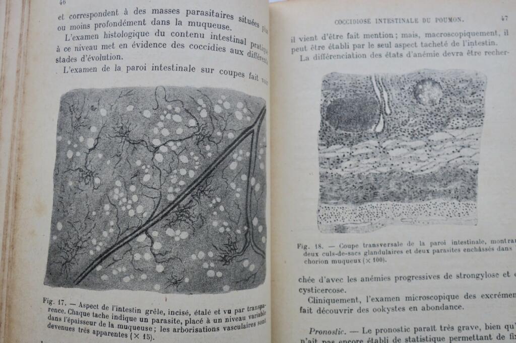 Mouton LES MALADIES DU MOUTON 1923