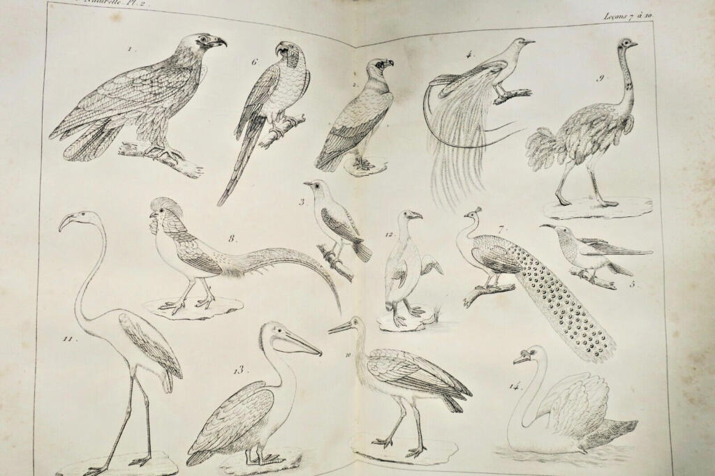 19th-century physics, chemistry, and natural history lessons