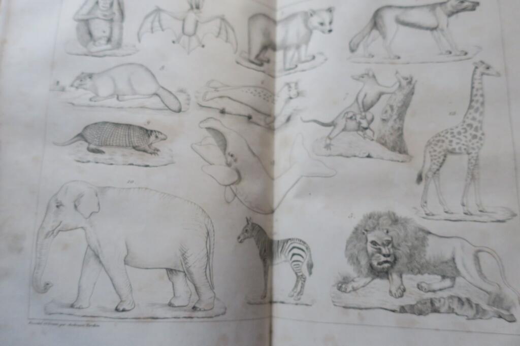 19th-century physics, chemistry, and natural history lessons