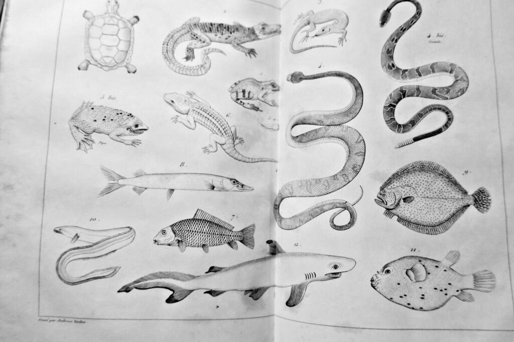 19th-century physics, chemistry, and natural history lessons