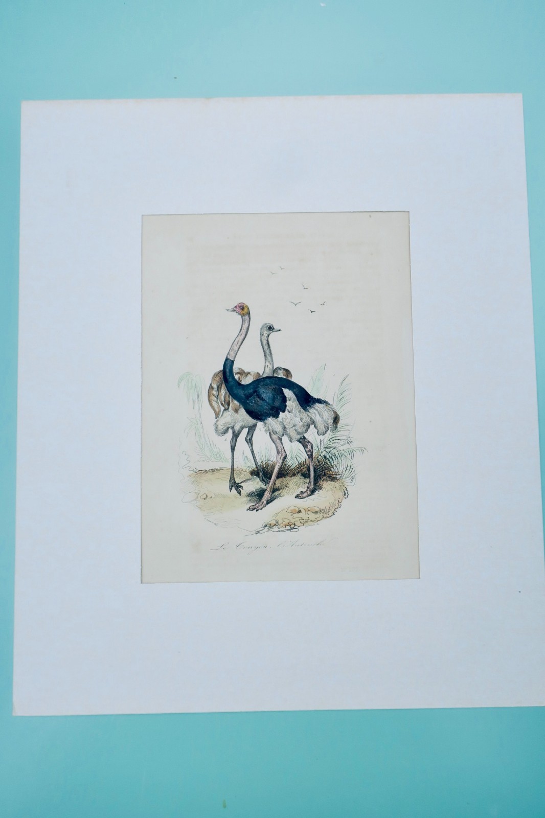Colorful ostrich print – Image 3