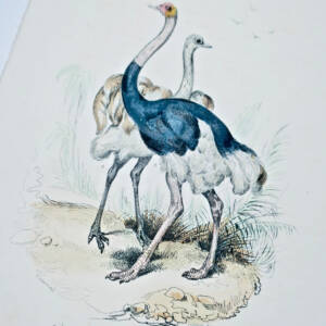 Oiseau Autruches estampe couleurs