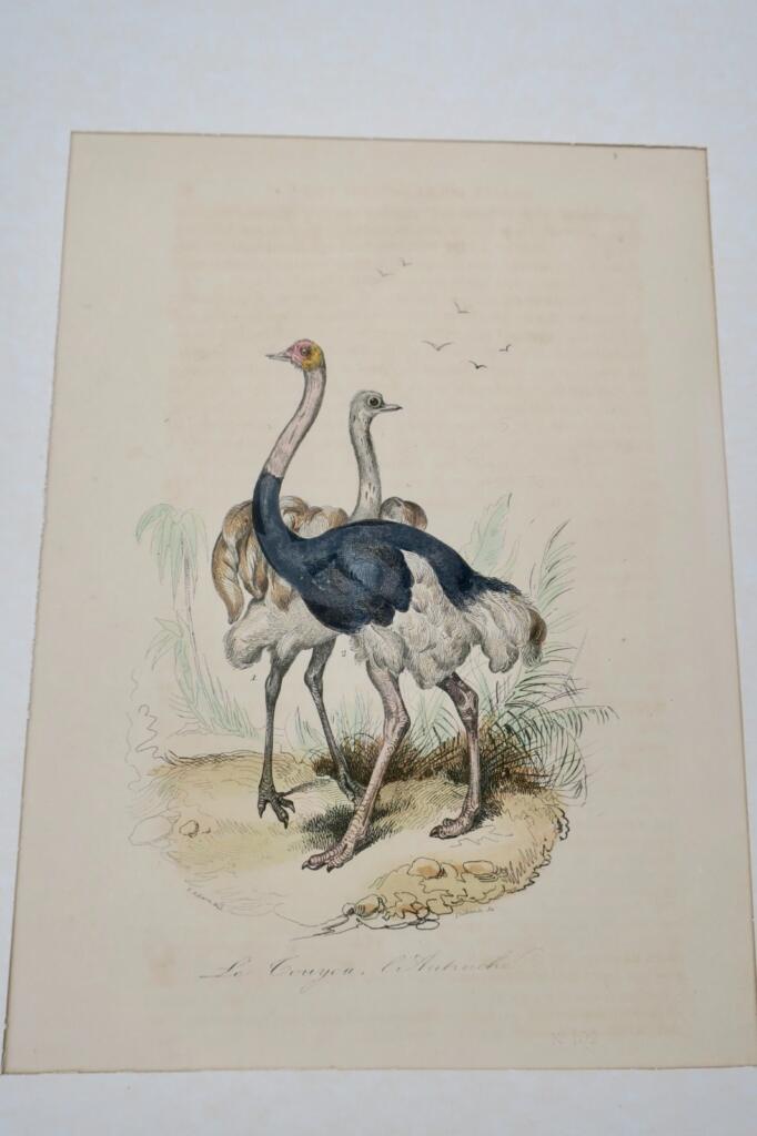 Oiseau Autruches estampe couleurs