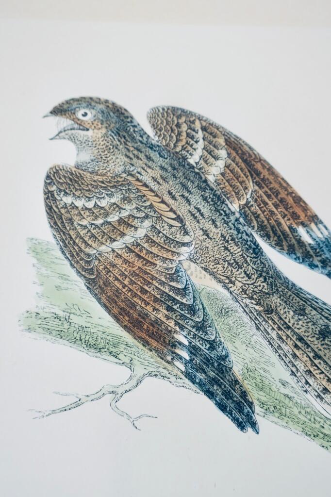 Oiseau engoulevent estampe couleurs