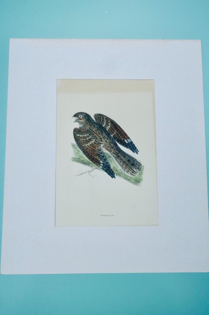 Oiseau engoulevent estampe couleurs