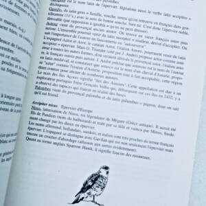Oiseau étymologie des noms d'oiseaux